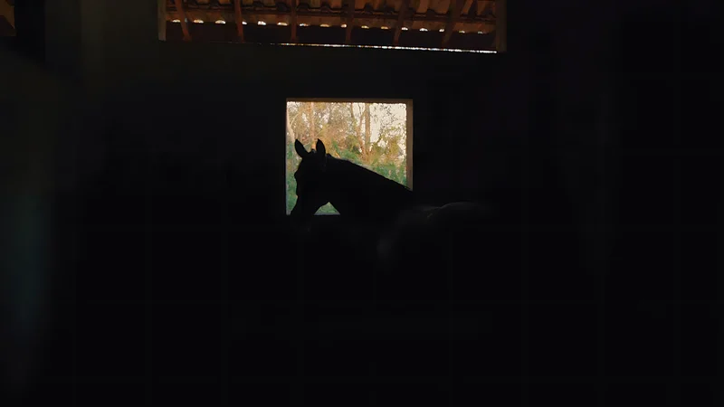 Cavalo na baia, em contraluz